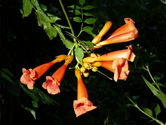 {Campsis radicans}